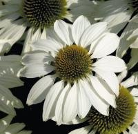 Эхинацея пурпурн.Echinacea purpurea 'Primadonna White' (язычковые цветки белые,VII-IX,Н=80/40см)