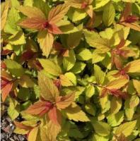 Спирея японская Spiraea japonica 'Firelight'