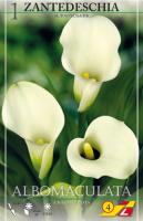 Калла Zantedeschia Albomaculata С3