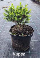 Ель сербская (Picea omorica 'Karel')