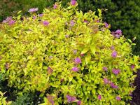 Спирея японская (Spiraea japonica Golden Princess Н0,8м)