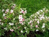 Вейгела цветущая (Weigela florida Nana Variegata Н1,5м) 40-50 С3