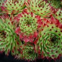 Молодило известняковое Sempervivum