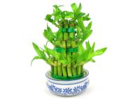 Драцена Dracaena Overig Sanderiana Lucky Bamboo