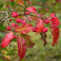 Бересклет европейский Ред Каскад Euonymus europaeus С15