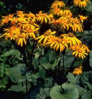 Бузульник зубчатый Ligularia dentata 'Othello' (оранж-жёлт,VIII-IX,Н=90см,лист тёмно-корич.)