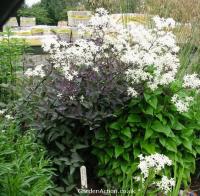 Clematis recta 'Velvet Night' (кустовая форма,саж.2-х лет) Клематис прямой (белые,душистые,VI-IX,Н=9