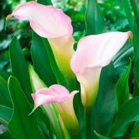 Калла Zantedeschia Crystal Blush 12/40