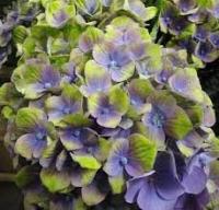 Гортензия Hydrangea Diverse Kleuren