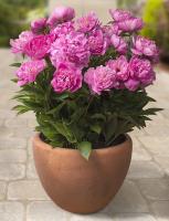 Пион патио 'Patio Peony™ Rome'