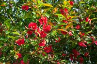 Айва японская (Chaenomeles japonica)  Н=1,5м