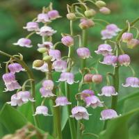 Ландыш майский Convallaria majalis 'Rosea' (бледно-розовый,V-VI,Н=20-25см)