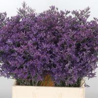 Лимониум LIMONIUM Piuma Dark Blue