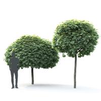 Клен остролистный (Acer platanoides Globosum)