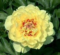 Пион ИТО  гибрид 'GardenTreasure'