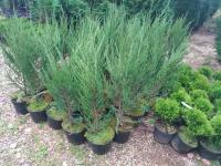 Juniperus scopulorum 'Skyrocket'