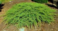 Можжевельник обыкновенный (Juniperus communis Green Carpet)