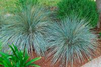Овсец вечнозеленый (Helictotrichon sempervirens) С3