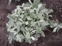 Полынь Пурша (Artemisia purshiana)
