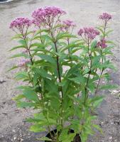 Посконник Eupatorium maculatum Atropurpureum