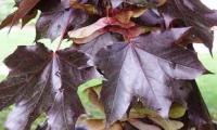 Acer platanoides Crimson King