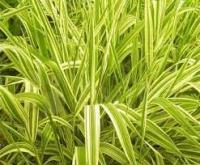 Фалярис тростниковый (Phalaris arundinacea ‘Luteopicta’)