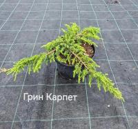 Можжевельник обыкновенный Грин Карпет
