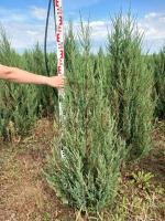 Можжевельник скальный (Juniperus scopulorum 'Blue Arrow')