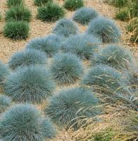 Овсяница сизая Festuca