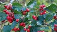 Боярышник сливолистный (Crataegus persimilis)