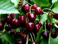 Черешня / Вишня птичья (Prunus avium BR 150-200 1+1) С7