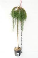 Лиственница японская (Larix kaempferi Stiff Weeping) PA 120 С7.5
