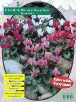 Цикламены Miniatuur Boscyclaam Mixed