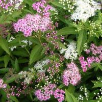Спирея японская (Spiraea japonica Golden Carpet C2 20-30)