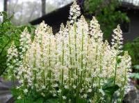 Тиарелла сердцелистная 'Elisabeth Oliver' (цв.белые,V-VI,Н=25-30см) Tiarella cordifolia