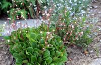 Saxifraga umbrosa
