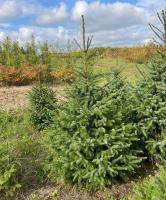 Ель сербская (Picea omorika)