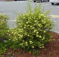 Лапчатка кустарниковая (Potentilla fruticosa Klondike желтый Н1м)  C3