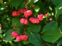 Бересклет европейский Euonymus europaeus