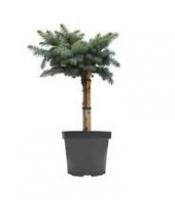Ель колючая Монтгомери (Picea pungens 