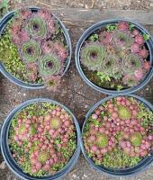 Молодило горное Sempervivum С2