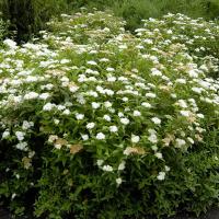 Спирея японская (Spiraea japonica Albiflora) цв. белый Н=0,5-0,8м