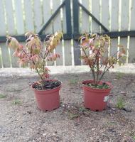 Бересклет крылатый (Euonymus alatus Compactus Н1,5м В2м) C2