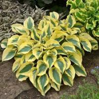 Хоста Бен Верной (Hosta Ben Vernooij Н45см) С2
