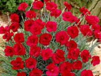dianthus 'Heidi'
