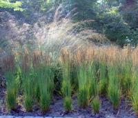 Молиния голубая (Molinia caerulea `Moorhexe`)