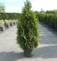 Туя западная Смарагд 120 см (Thuja occidentalis 'Smaragd' Н4м,В1,5м) 120см