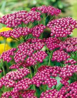 Тысячелистник Achillea Mill. Summerwine Н=60см