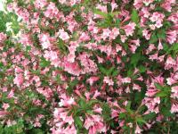 Вейгела цветущая (Weigela florida Rosea Н2м) 50-60 С3