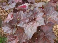 Гейхера мелкоцветк Heuchera micrantha 'Palace Purple' (крем-бел,VII-X,Н=50см,лист пурп-крас)